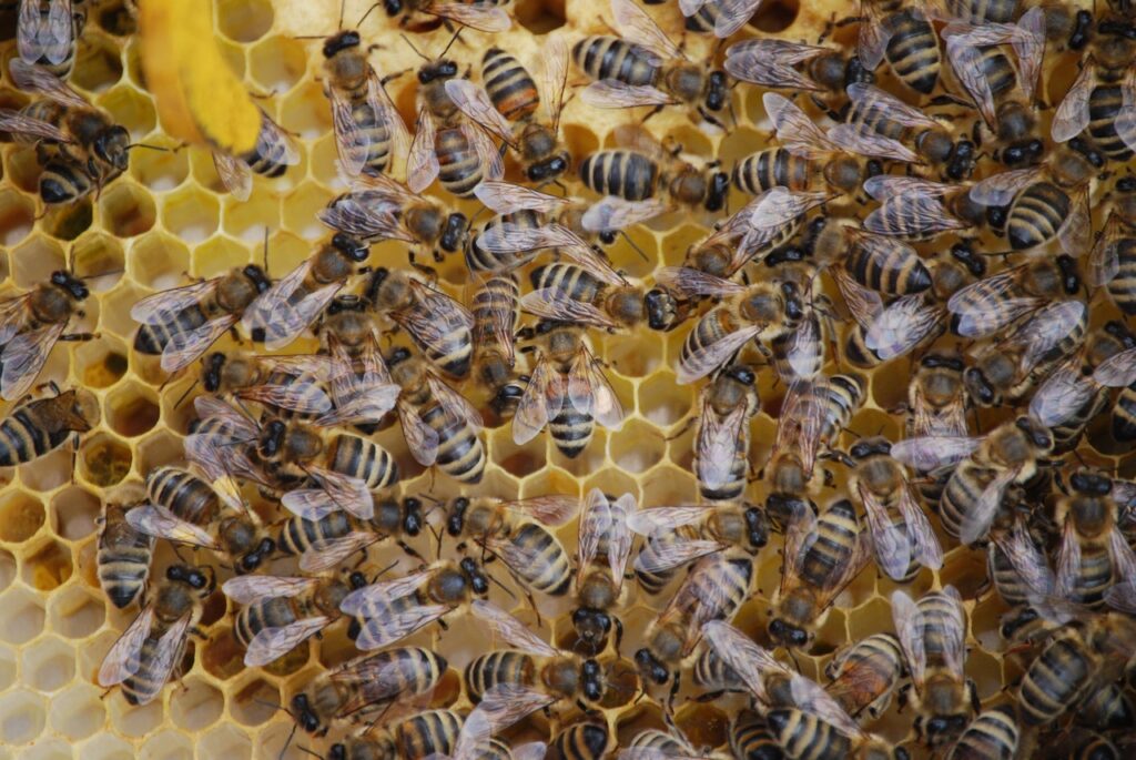 An Introduction To Beekeeping with Imogen Hallam of Artemis Bees